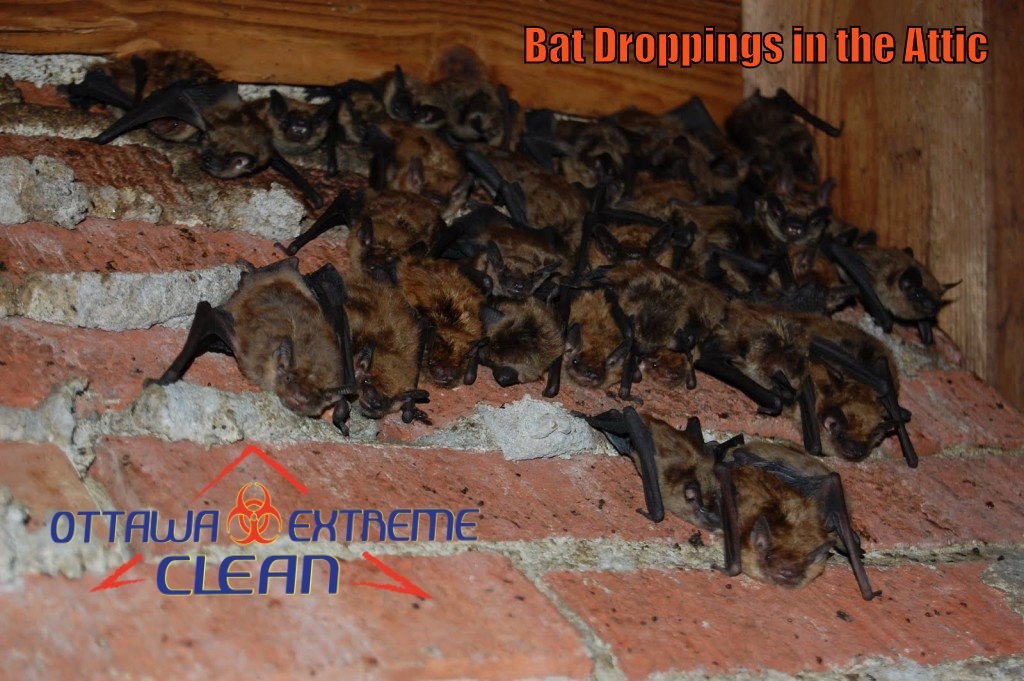Bat feces removal Vancouver
