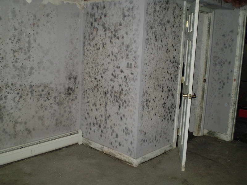 remove basement mold, Vancouver